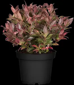 Leucothoe axil. 'Rejoyce' - 2 Ltr pot - image 3