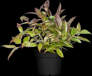 Leucothoe 'Carinella'