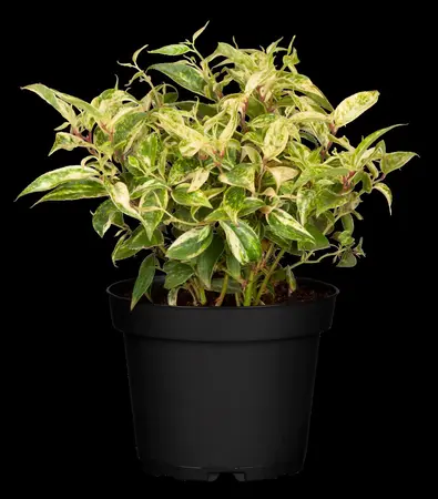 Leucothoe 'Firestar' - 5 Ltr pot - image 3