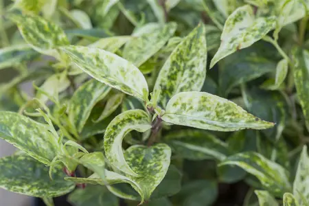 Leucothoe 'Firestar' - 5 Ltr pot - image 2