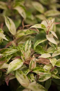 Leucothoe fon. 'Dark Diamond'