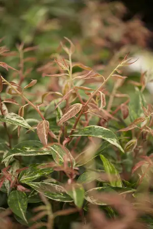 Leucothoe fon. 'Dark Diamond' - 40-50 CM C20 - image 2