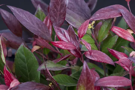 Leucothoe fon. 'Little Flames'? - 2 Ltr pot - image 1