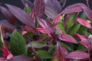 Leucothoe fon. 'Little Flames'?