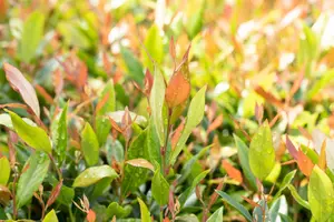 Leucothoe fon. 'Little Flames'? - 2 Ltr pot - image 2