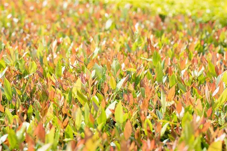 Leucothoe fon. 'Little Flames'? - 2 Ltr pot - image 3