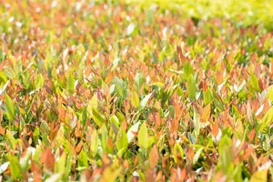 Leucothoe fon. 'Little Flames'? - 2 Ltr pot - image 3