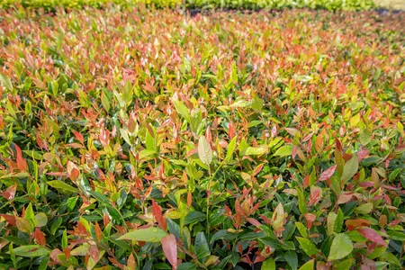 Leucothoe fon. 'Little Flames'? - 2 Ltr pot - image 4