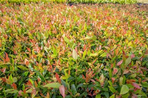 Leucothoe fon. 'Little Flames'? - 2 Ltr pot - image 4
