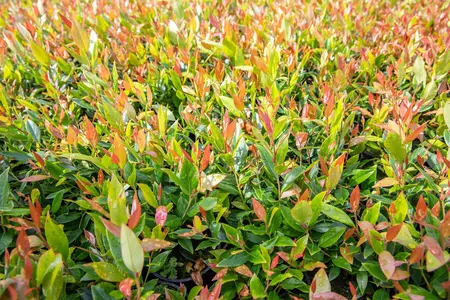 Leucothoe fon. 'Little Flames'? - 2 Ltr pot - image 5