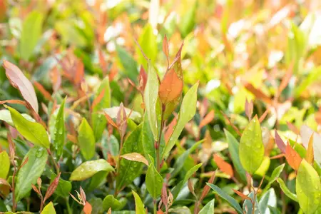 Leucothoe fon. 'Little Flames'? - P9 - image 1