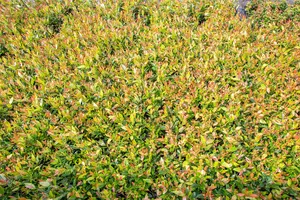Leucothoe fon. 'Little Flames'? - P9 - image 5