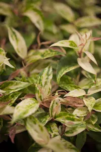 Leucothoe fon. 'Makijaz'? - 30-40 CM C5 - image 1