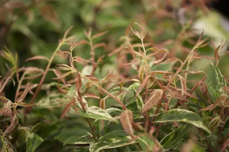 Leucothoe fon. 'Makijaz'? - 30-40 CM C5 - image 3