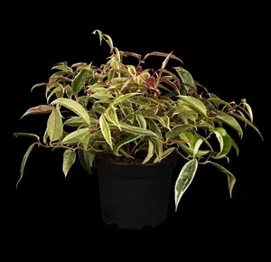 Leucothoe fon. 'Whitewater'?