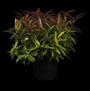 Leucothoe keis. 'Burning Love'