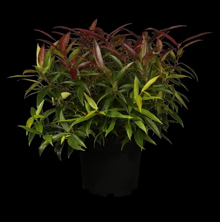 Leucothoe keis. 'Burning Love' - 5 Ltr pot - image 1
