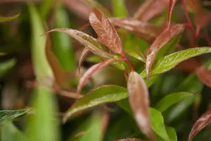 Leucothoe keis. 'Burning Love' - 2 Ltr pot - image 2