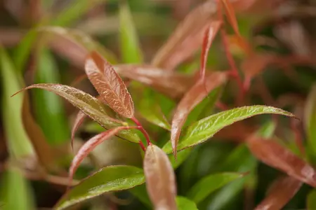 Leucothoe keis. 'Burning Love' - 2 Ltr pot - image 3