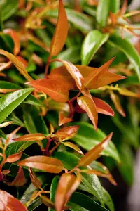Leucothoe keis. 'Royal Ruby'