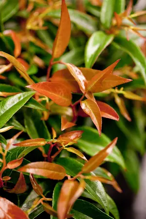 Leucothoe keis. 'Royal Ruby' - 30-40 CM C10