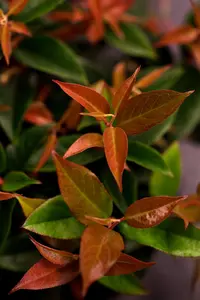 Leucothoe 'Lovita'