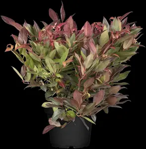 Leucothoe walteri - 3 Ltr pot - image 2