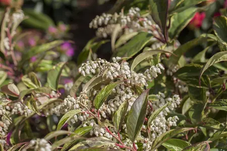 Leucothoe walteri - 3 Ltr pot - image 1