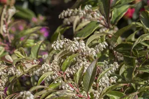 Leucothoe walteri