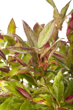 Leucothoe 'Zeblid'(Scarletta) - 2 Ltr pot - image 2