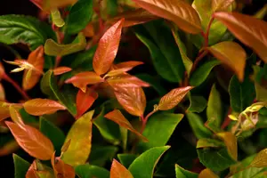 Leucothoe 'Zeblid'(Scarletta) - 2 Ltr pot - image 3