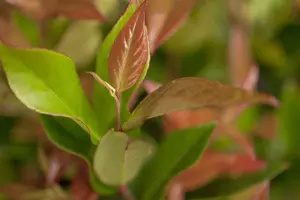 Leucothoe 'Zeblid'(Scarletta) - 50-60 CM C10 - image 5