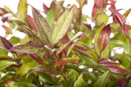 Leucothoe 'Zeblid'(Scarletta) - 7.5 Ltr pot - image 1