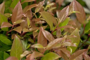 Leucothoe 'Zeblid'(Scarletta) - 7.5 Ltr pot - image 4