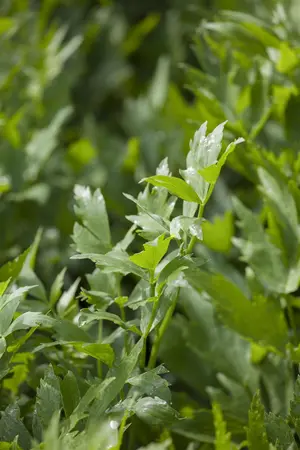 Levisticum officinale - 1.5 Ltr pot - image 2