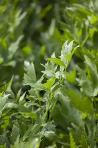 Levisticum officinale - 1.5 Ltr pot - image 2