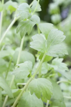 Levisticum officinale - 1.5 Ltr pot - image 5
