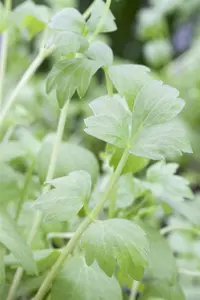 Levisticum officinale - 1.5 Ltr pot - image 5