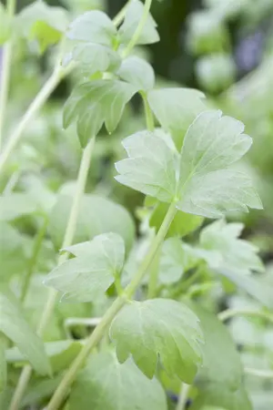 Levisticum officinale - P11 - image 3