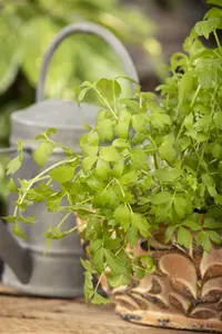 Levisticum officinale - P11 - image 4