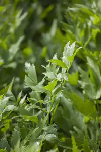 Levisticum officinale - P15 - image 2