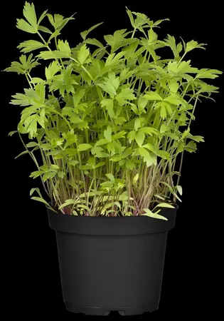 Levisticum officinale - 1.5 Ltr pot - image 4