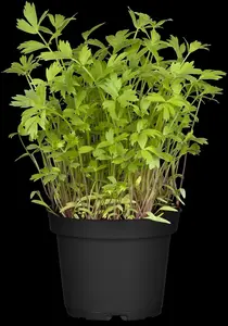 Levisticum officinale - 1.5 Ltr pot - image 4