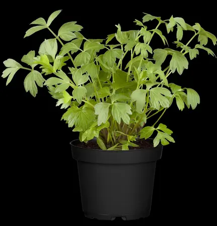Levisticum officinale - 1.5 Ltr pot - image 3