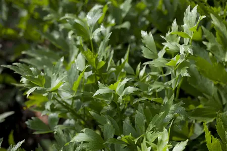 Levisticum officinale - P15 - image 1