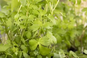 Levisticum officinale - P15 - image 5