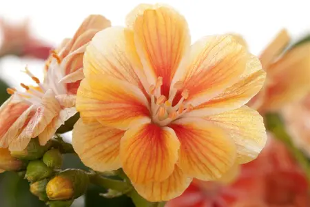 Lewisia cotyledon - P11 - image 5