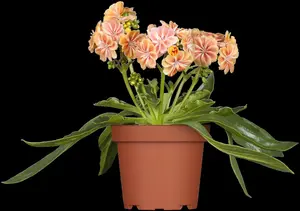 Lewisia cotyledon