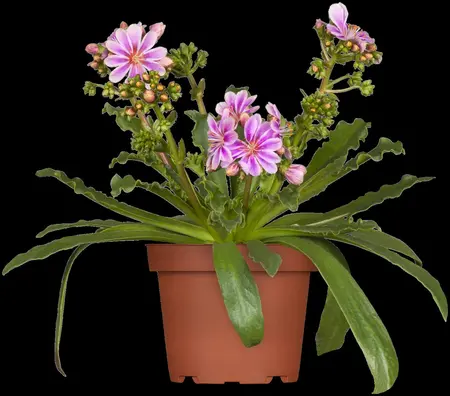 Lewisia cotyledon - P11 - image 2