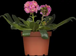 Lewisia cotyledon - P11 - image 3